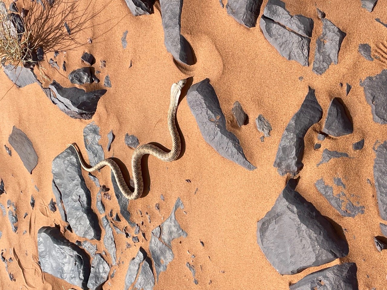 serpent-maroc-sable.jpeg